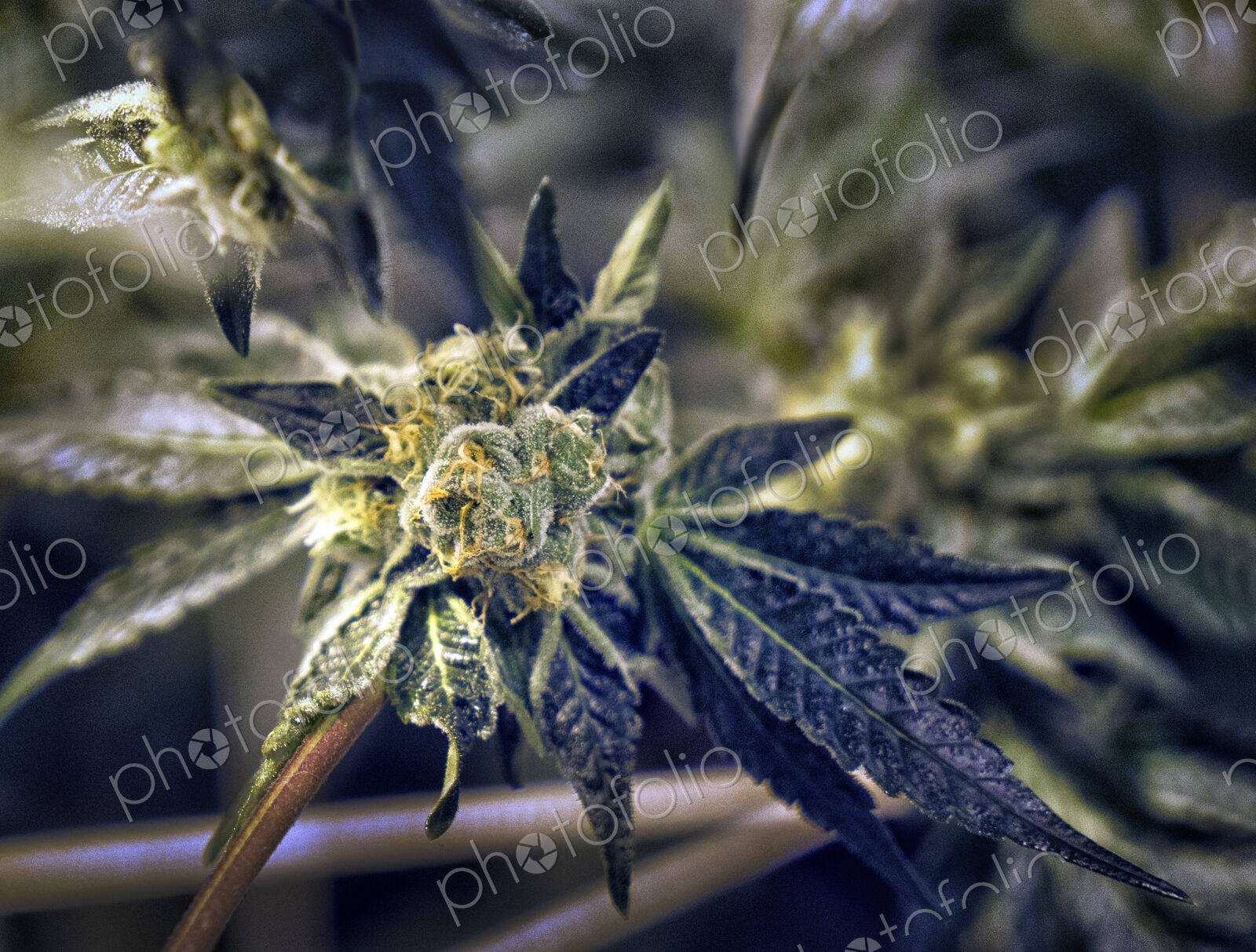 Close up of cannabis plant and leaves, Cannabaceae, being grown commercially.