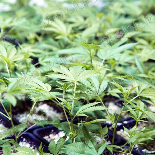 Close up of cannabis plants Close up of cannabis plants