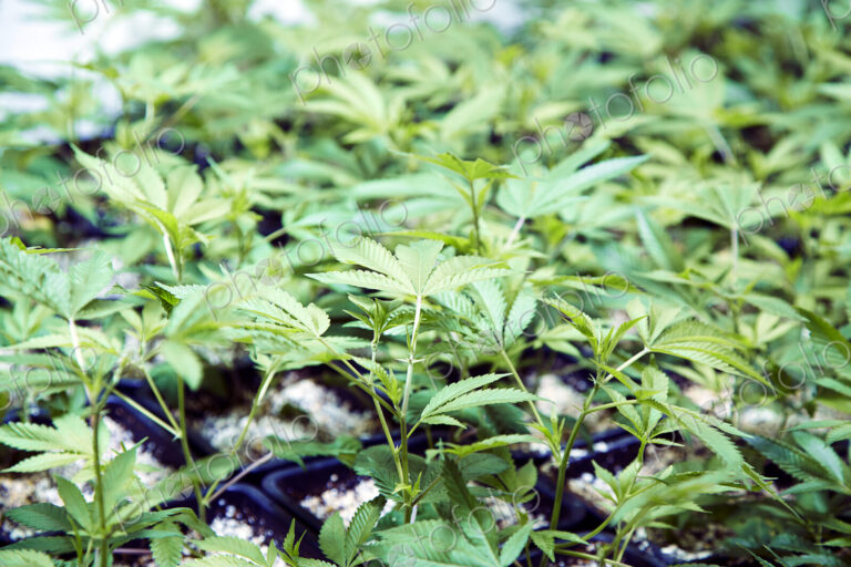 Close up of cannabis plants