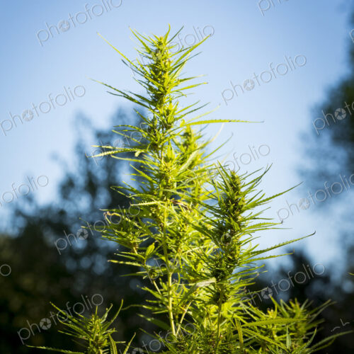 Close up of cannabis plants growing outdoors. Close up of cannabis plants growing outdoors.