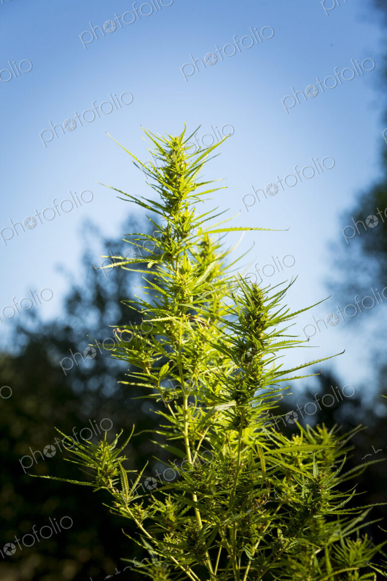 Close up of cannabis plants growing outdoors.