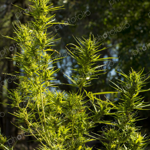 Close up of cannabis plants growing outdoors. Close up of cannabis plants growing outdoors.