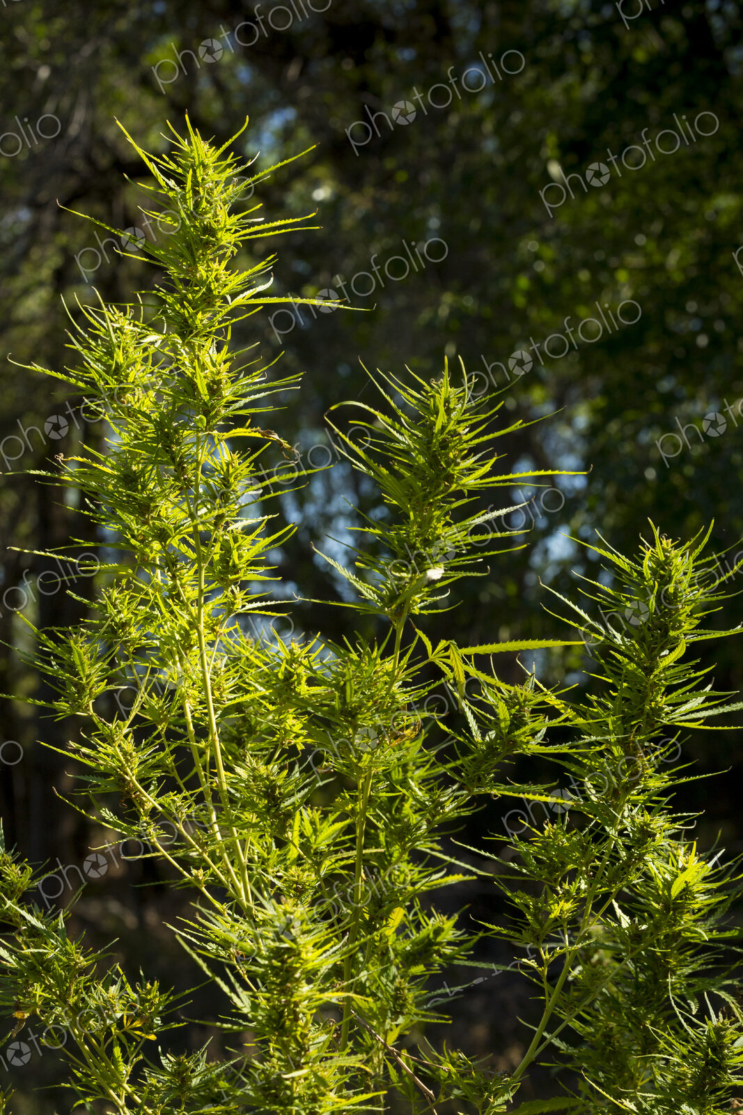 Close up of cannabis plants growing outdoors.