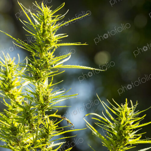 Close up of cannabis plants growing outdoors. Close up of cannabis plants growing outdoors.