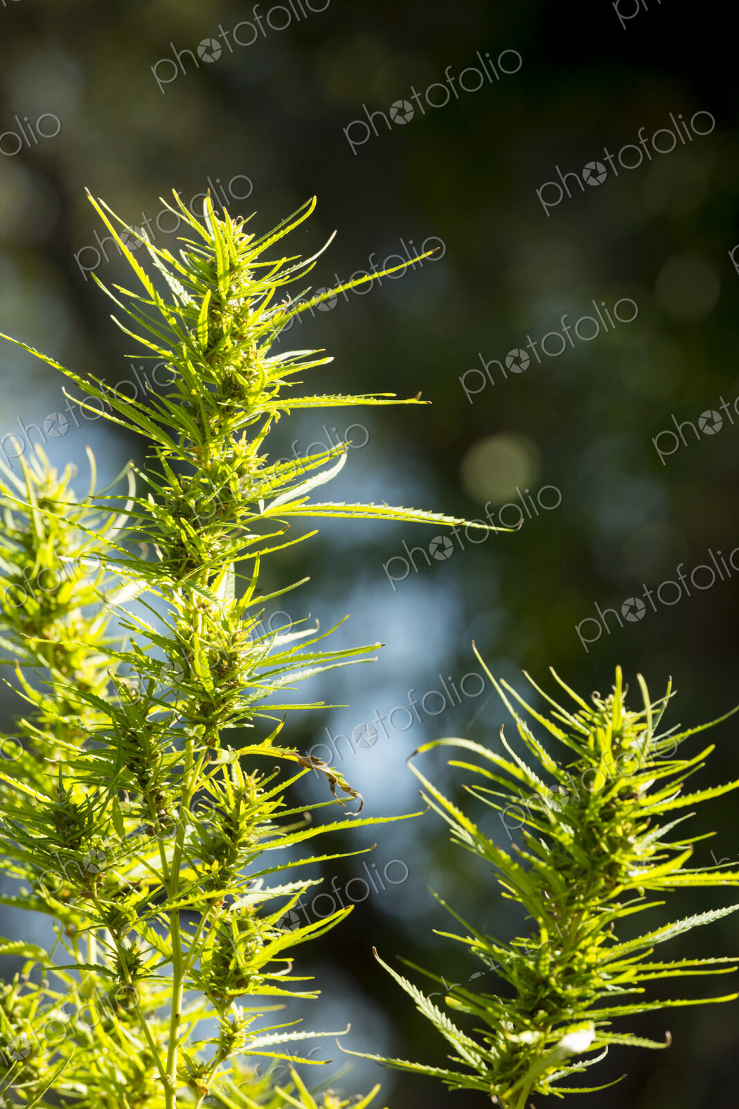 Close up of cannabis plants growing outdoors.
