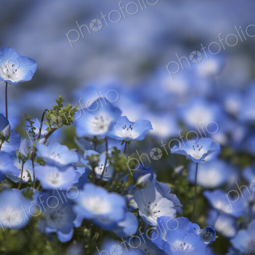 Close up of carpet of Baby Blue Eyes, Nemophila Insignis. Close up of carpet of Baby Blue Eyes, Nemophila Insignis.