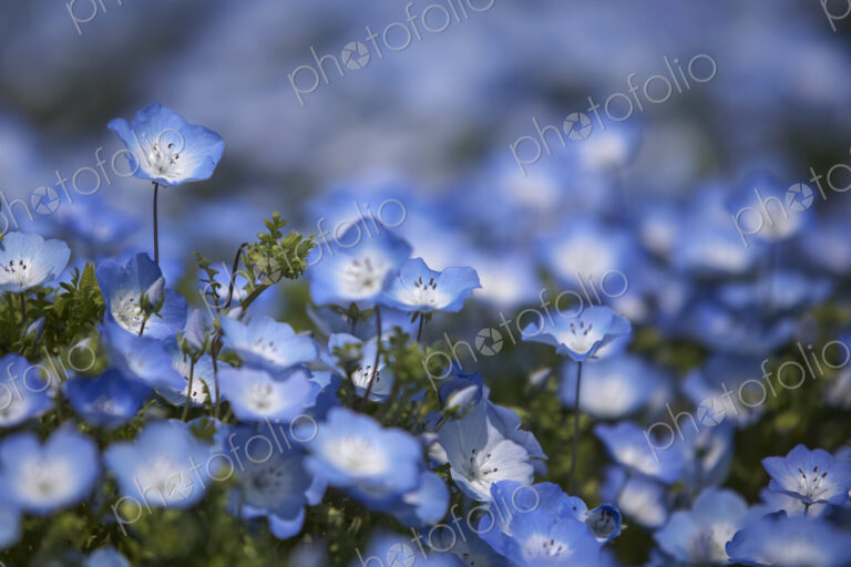 Close up of carpet of Baby Blue Eyes, Nemophila Insignis.