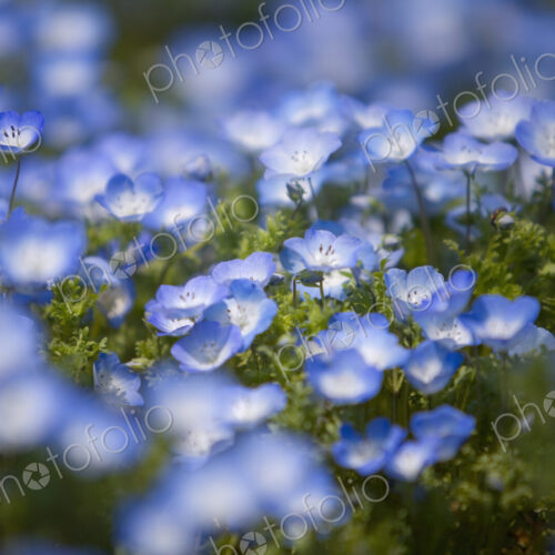 Close up of carpet of Baby Blue Eyes, Nemophila Insignis. Close up of carpet of Baby Blue Eyes, Nemophila Insignis.