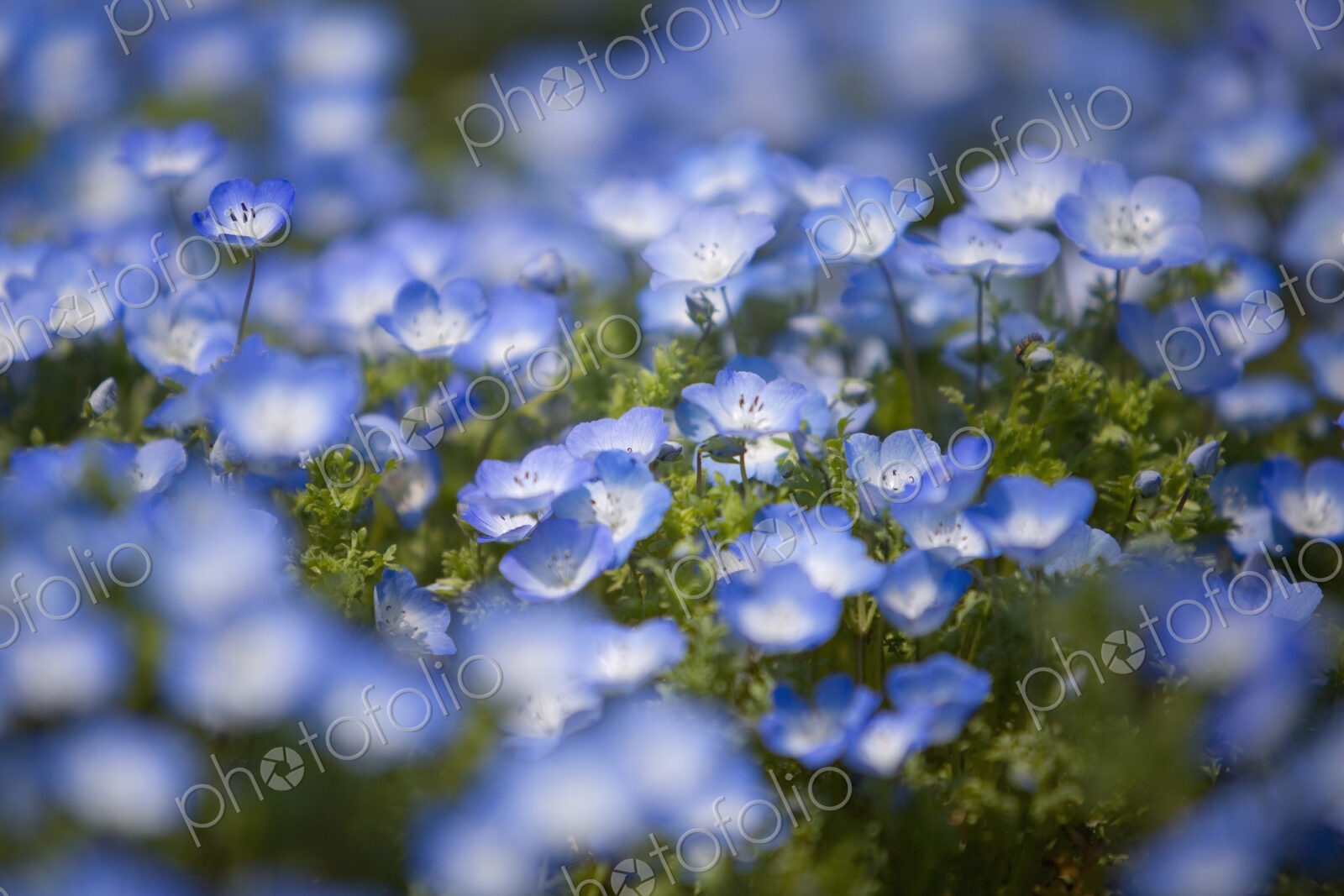 Close up of carpet of Baby Blue Eyes, Nemophila Insignis.
