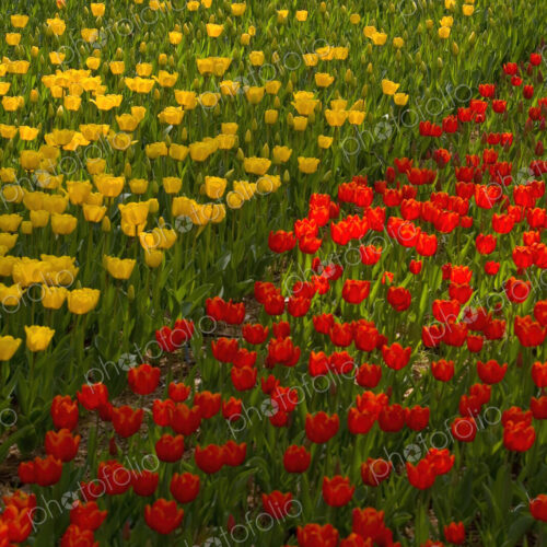 Close up of carpet of bright yellow and red tulips. Close up of carpet of bright yellow and red tulips.
