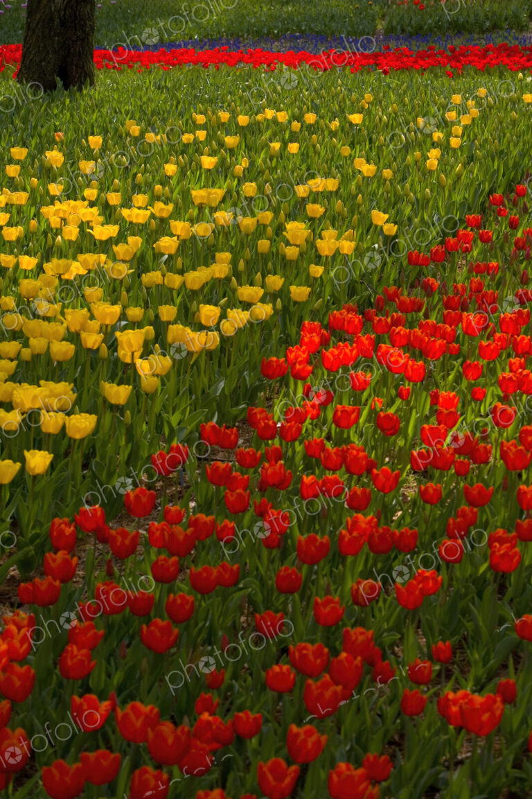 Close up of carpet of bright yellow and red tulips.