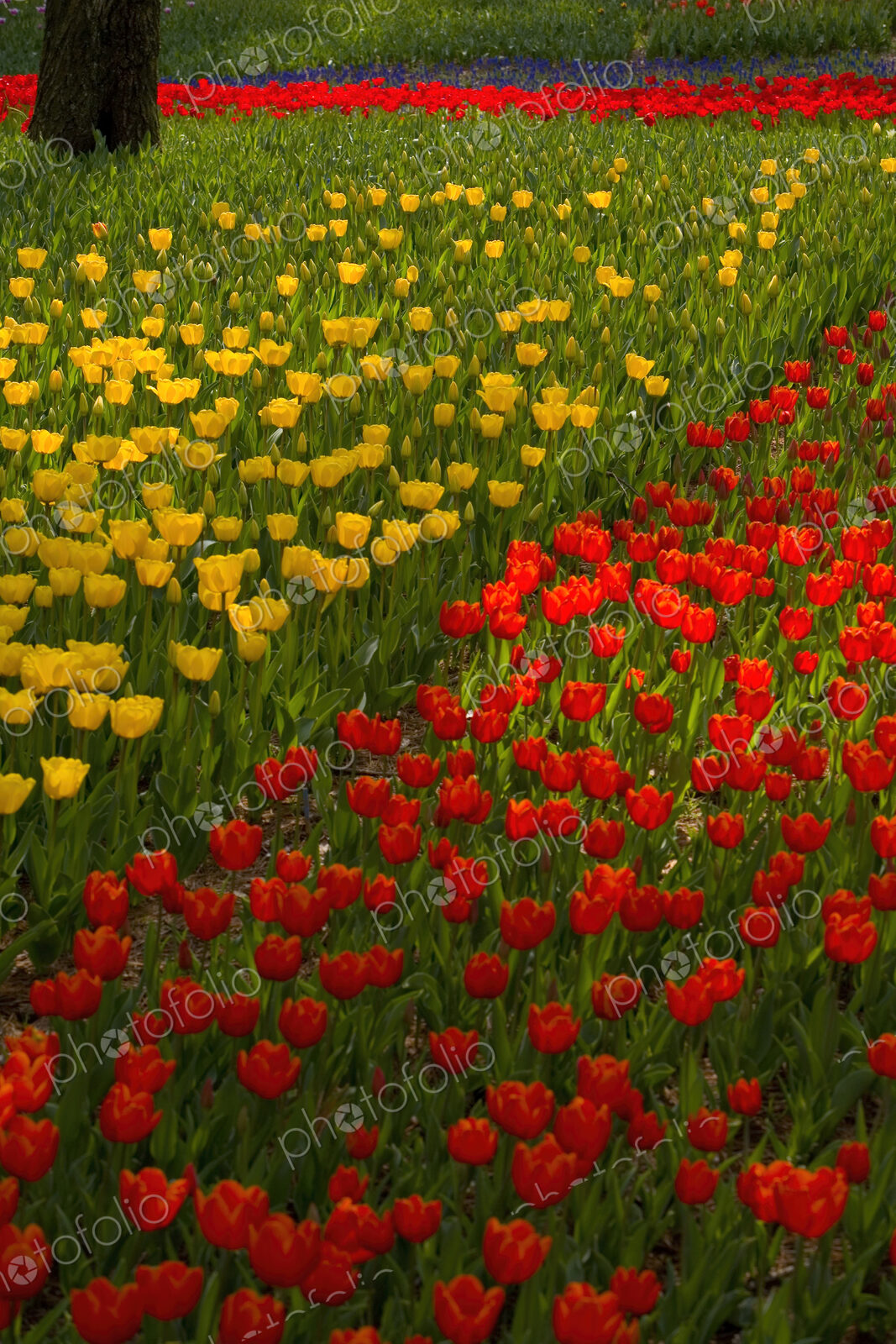 Close up of carpet of bright yellow and red tulips.