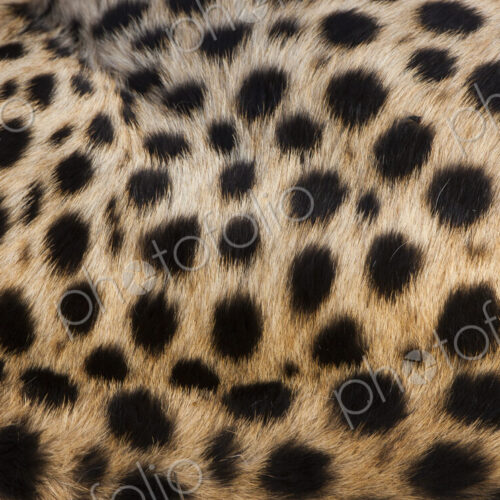 Close-up of cheetah spots on the animal's hide in Serengeti National Park, Tanzania Close-up of cheetah spots on the animal's hide in Serengeti National Park, Tanzania