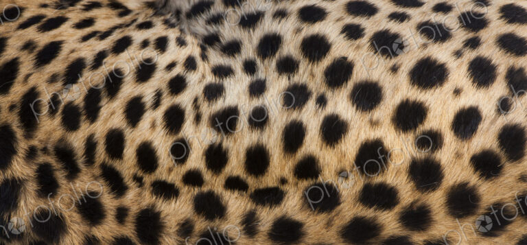 Close-up of cheetah spots on the animal's hide in Serengeti National Park, Tanzania