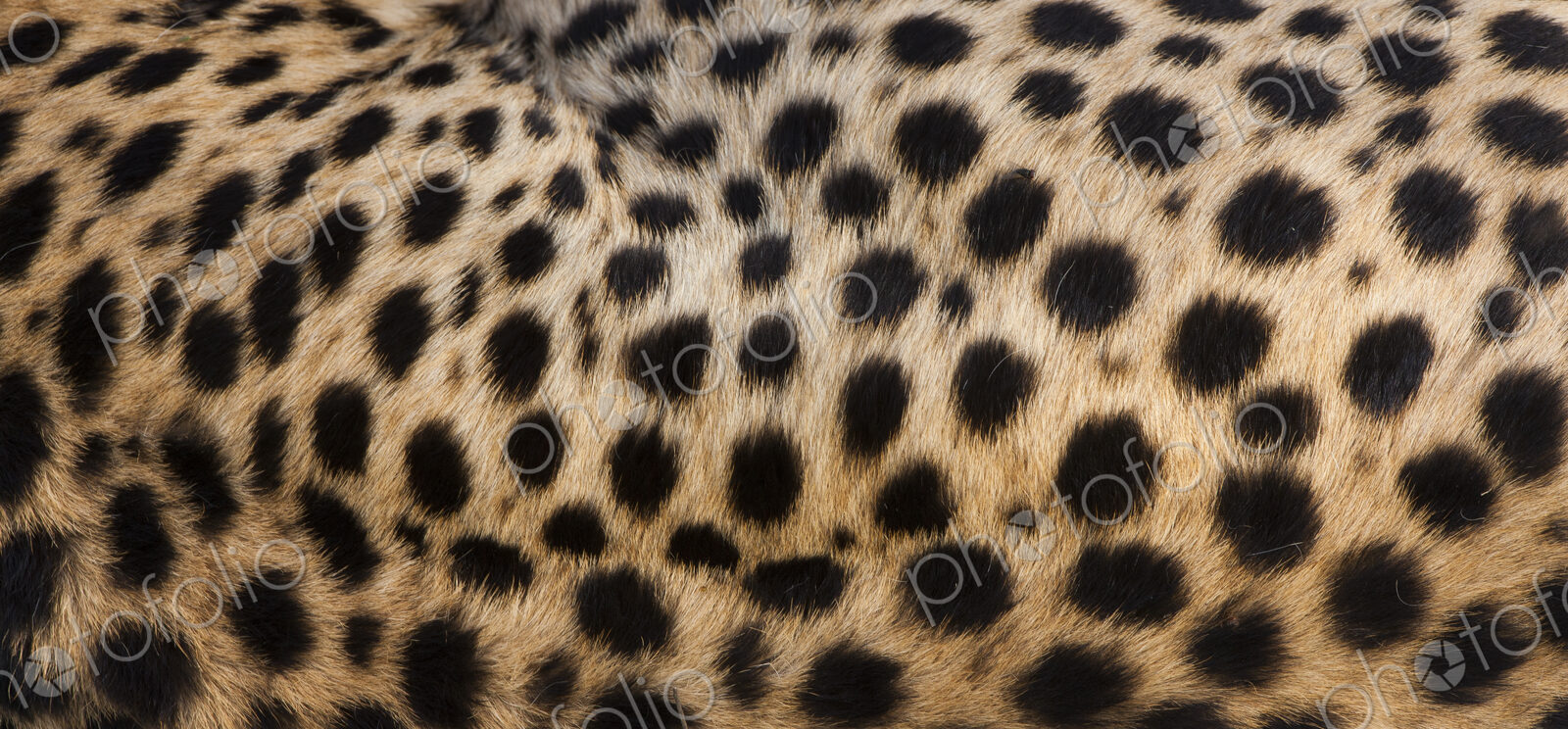Close-up of cheetah spots on the animal’s hide in Serengeti National Park, Tanzania