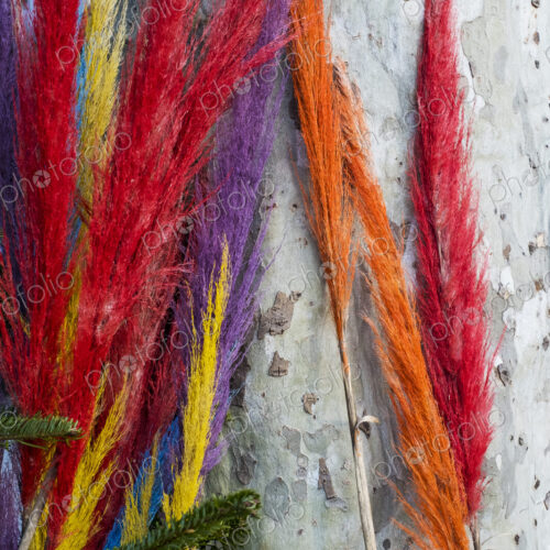 Close up of colourful dyed wispy branches against grey wall. Close up of colourful dyed wispy branches against grey wall.