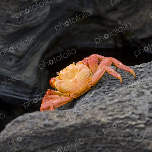 Close up of crab on rock formation Close up of crab on rock formation