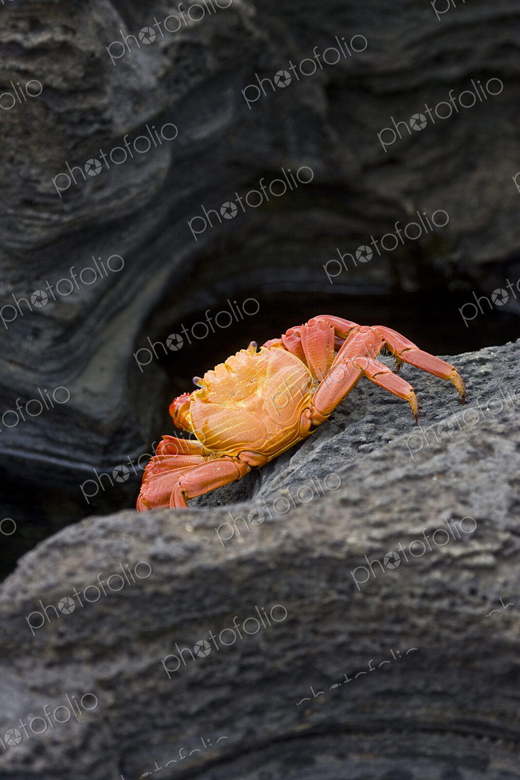 Close up of crab on rock formation