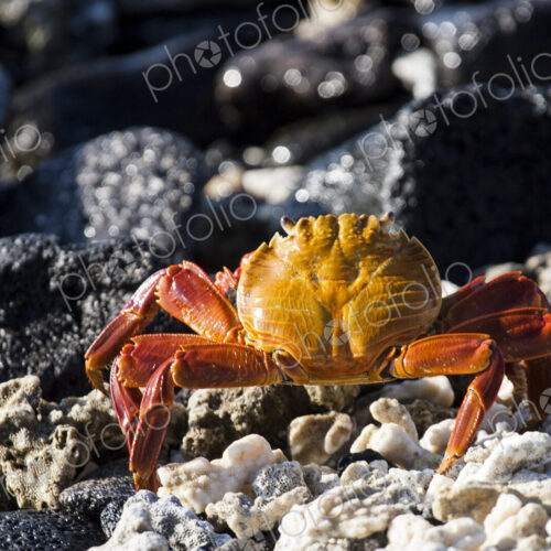 Close up of crab on rocky beach Close up of crab on rocky beach