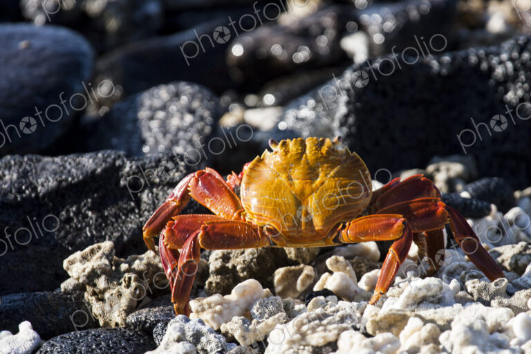 Close up of crab on rocky beach