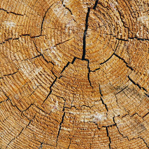 Close up of cross section from cut Ponderosa Pine tree, tree rings visible, near…