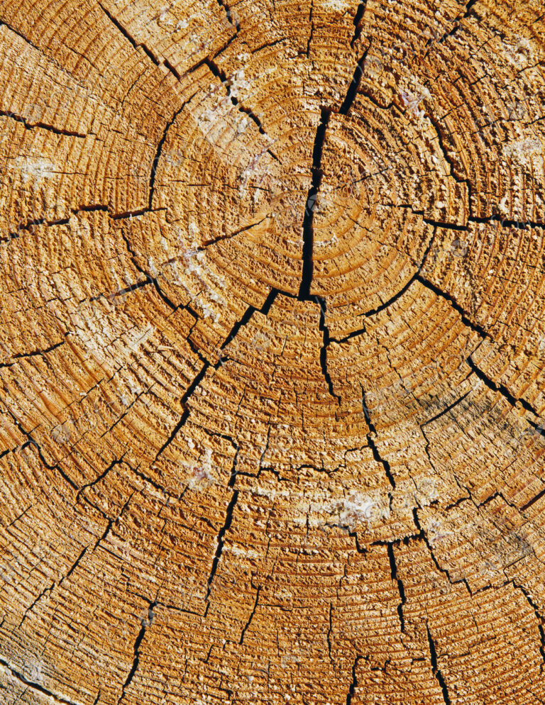 Close up of cross section from cut Ponderosa Pine tree, tree rings visible, near…