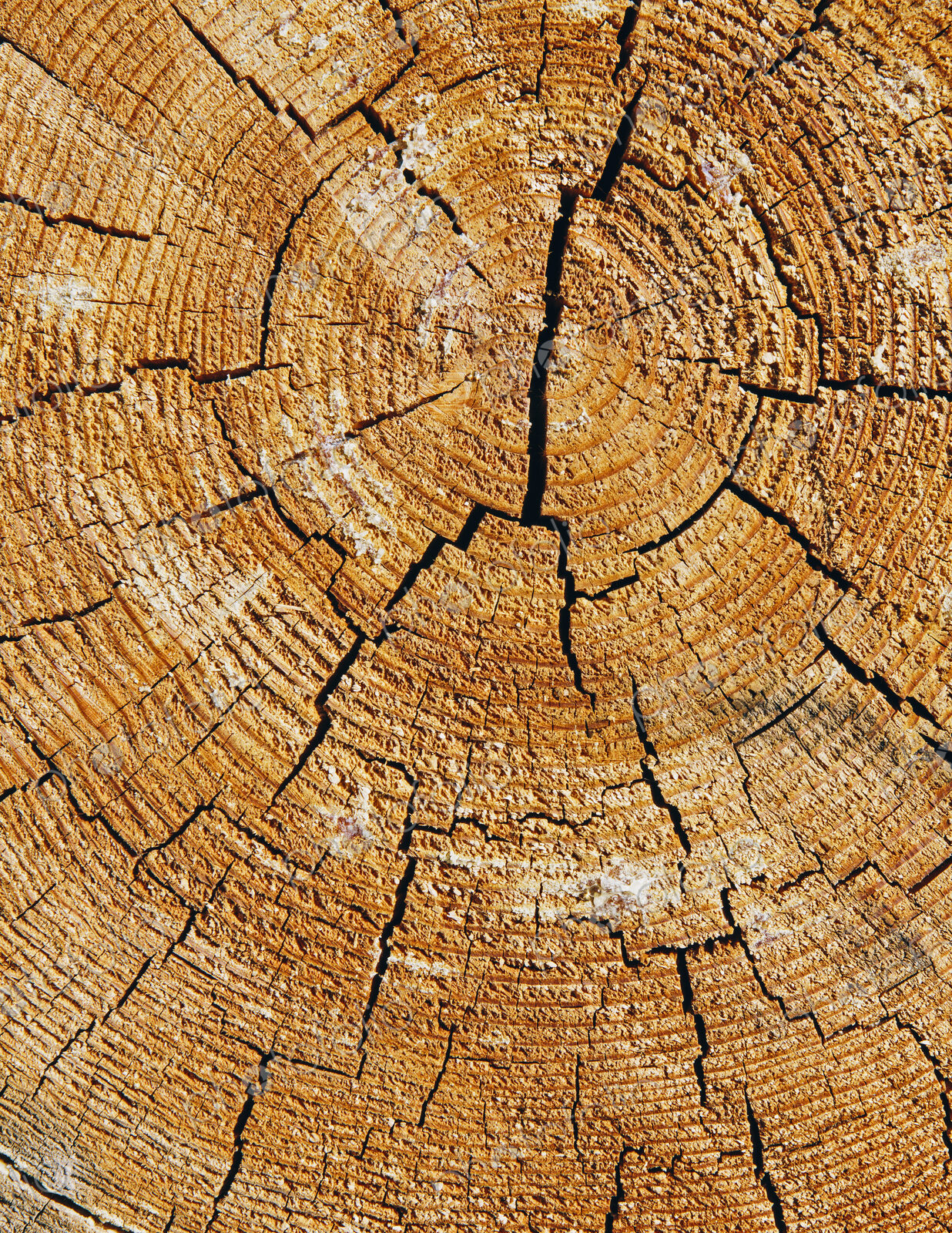 Close up of cross section from cut Ponderosa Pine tree, tree rings visible, near…
