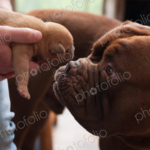 Close up of dog sniffing puppy