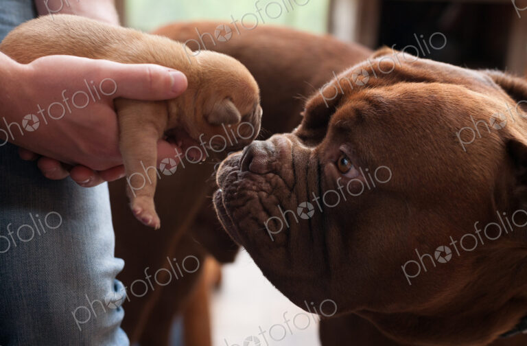 Close up of dog sniffing puppy