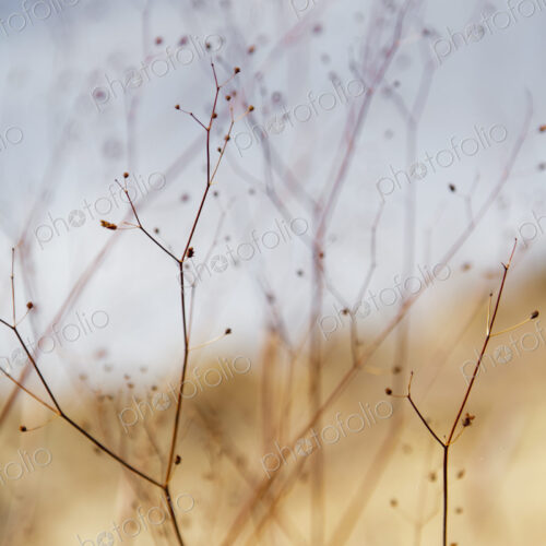 Close up of dried desert flowers in Joshua Tree national park. Close up of dried desert flowers in Joshua Tree national park.