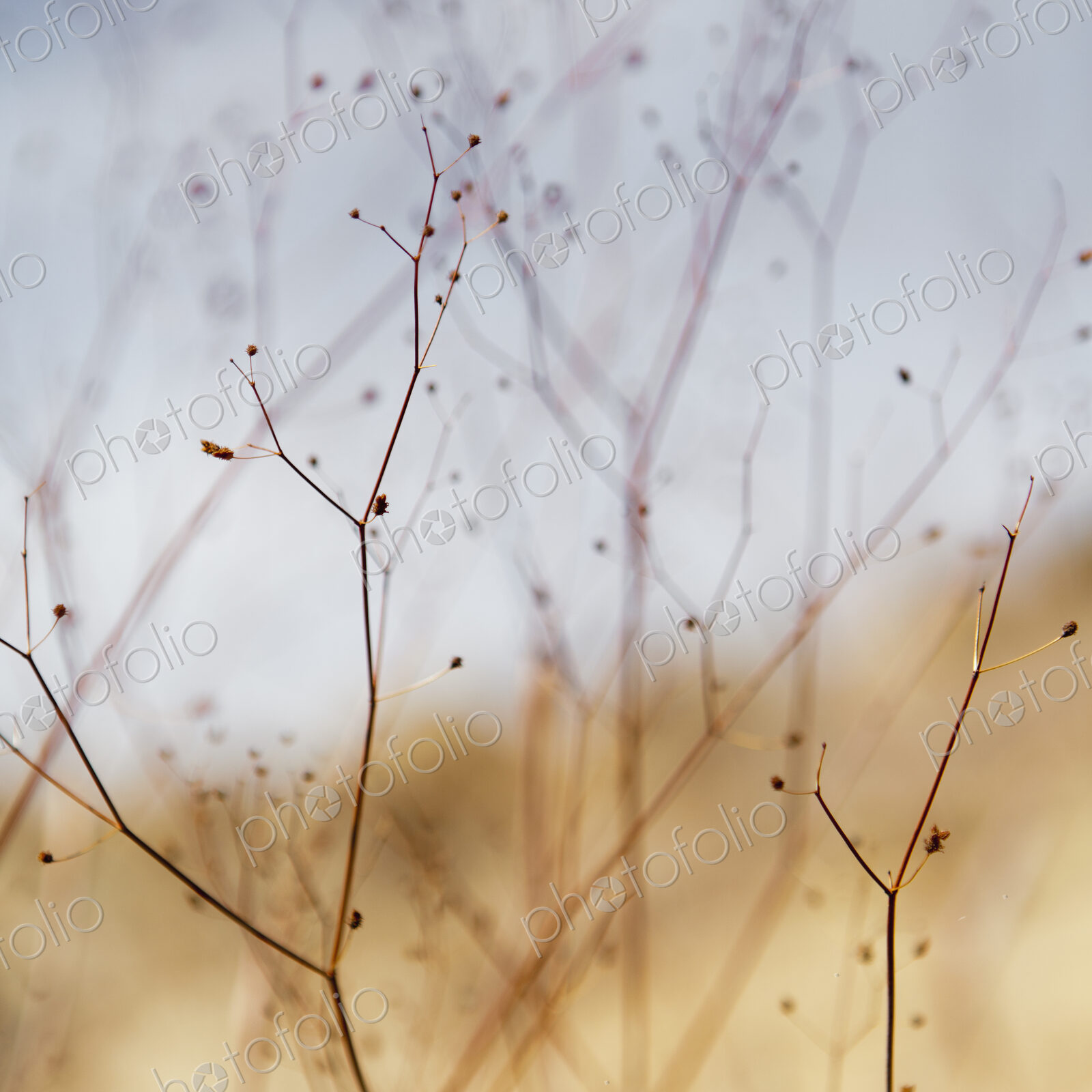 Close up of dried desert flowers in Joshua Tree national park.