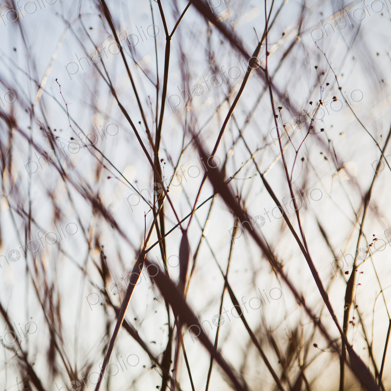 Close up of dried desert flowers in Joshua Tree national park.