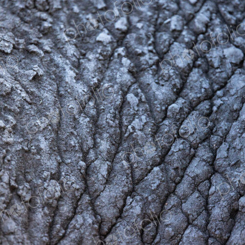 Close-up of elephant skin, Loxodonta africana. Close-up of elephant skin, Loxodonta africana.