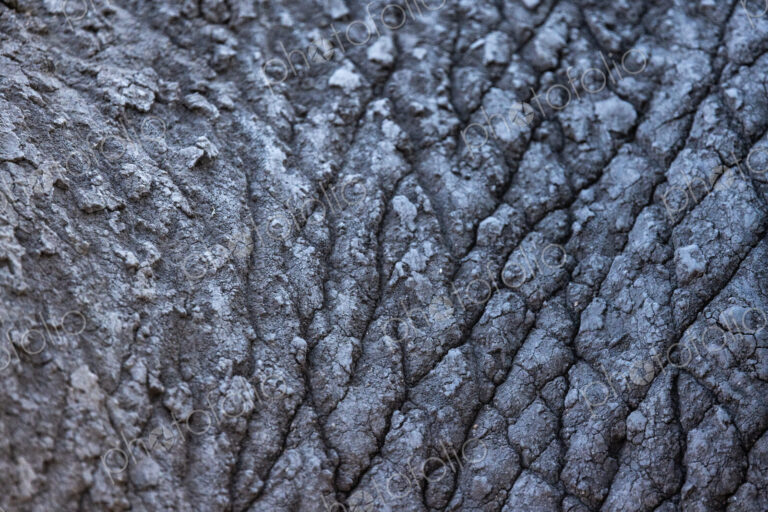 Close-up of elephant skin, Loxodonta africana.