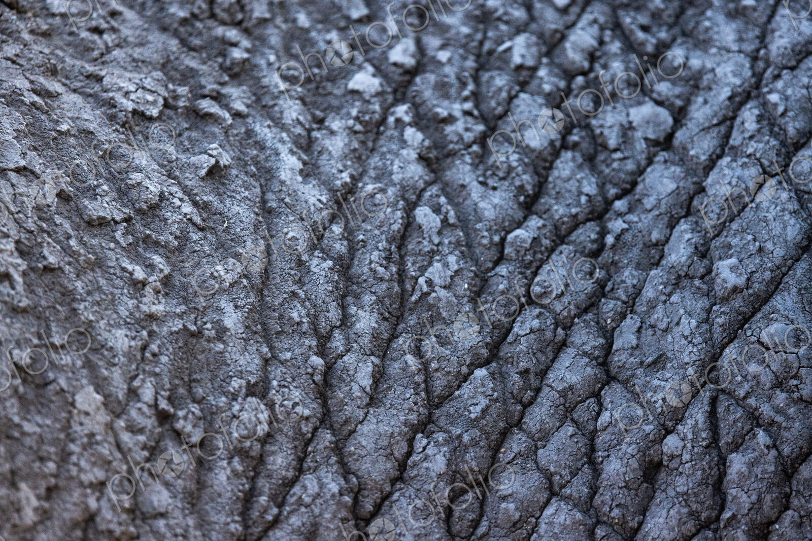 Close-up of elephant skin, Loxodonta africana.