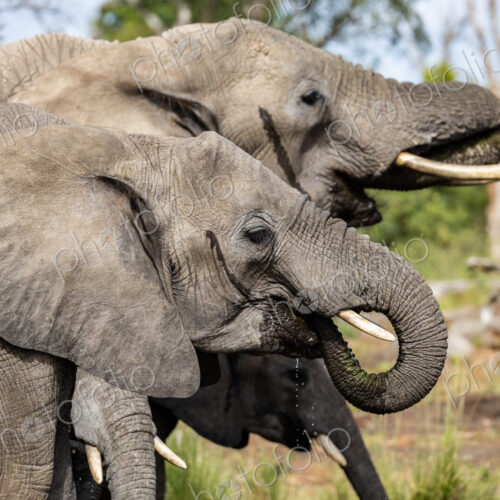 Close up of elephants drinking, Loxodonta africana. Close up of elephants drinking, Loxodonta africana.