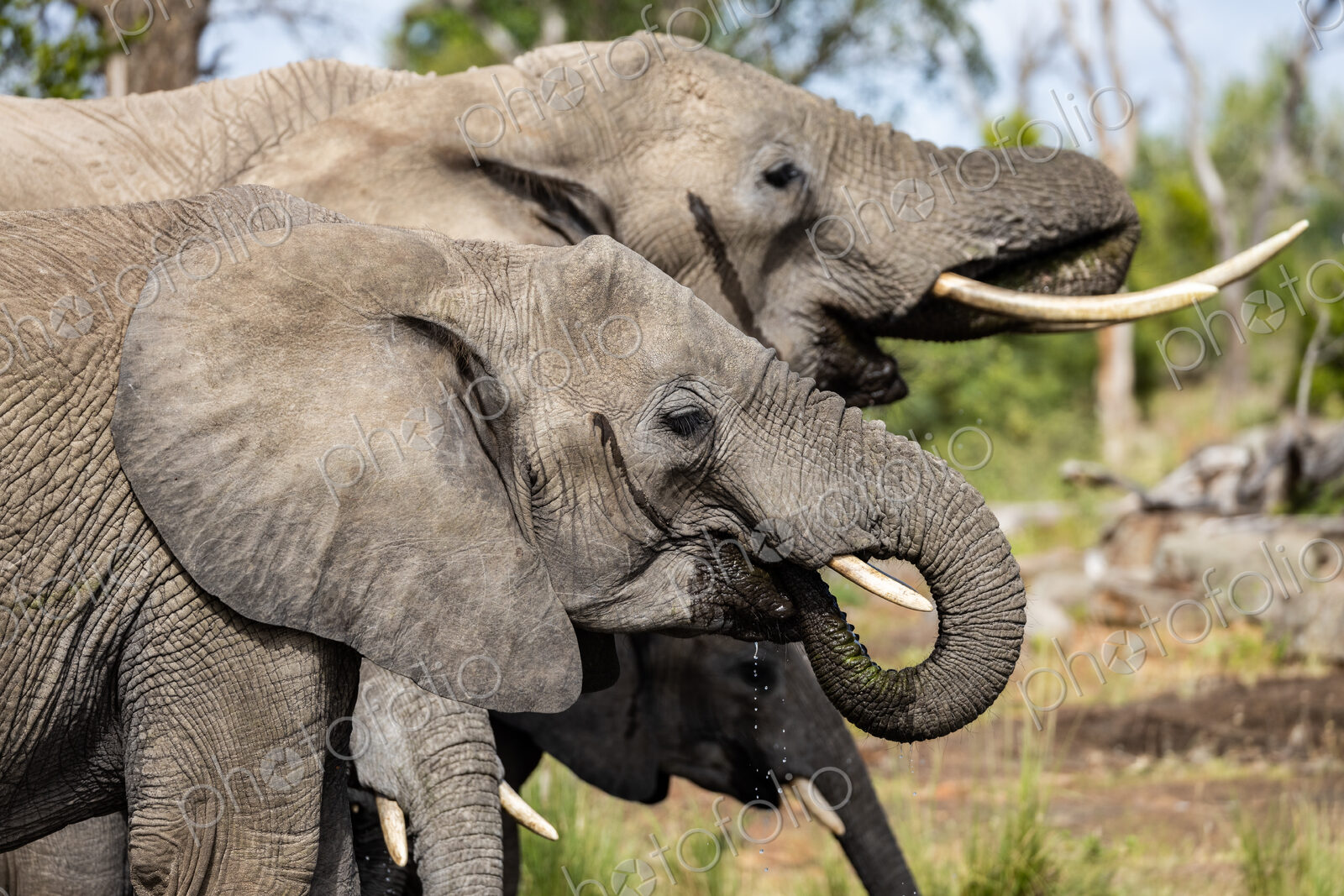 Close up of elephants drinking, Loxodonta africana.