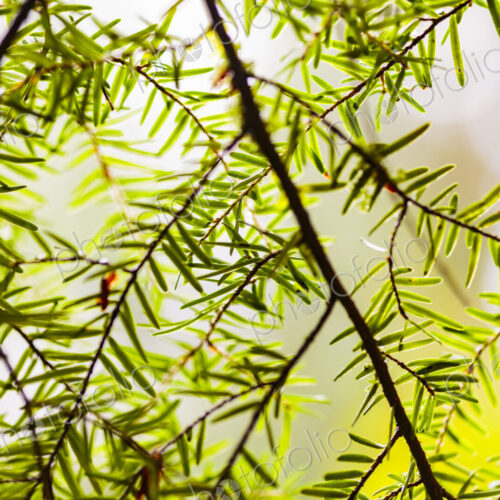 Close-up of fir tree branches and green needles, Carkeek Park, Seattle Close-up of fir tree branches and green needles, Carkeek Park, Seattle