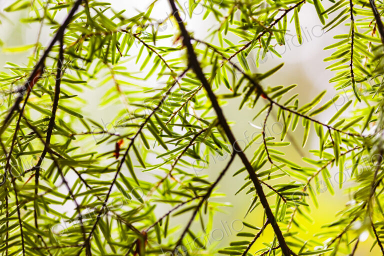 Close-up of fir tree branches and green needles, Carkeek Park, Seattle