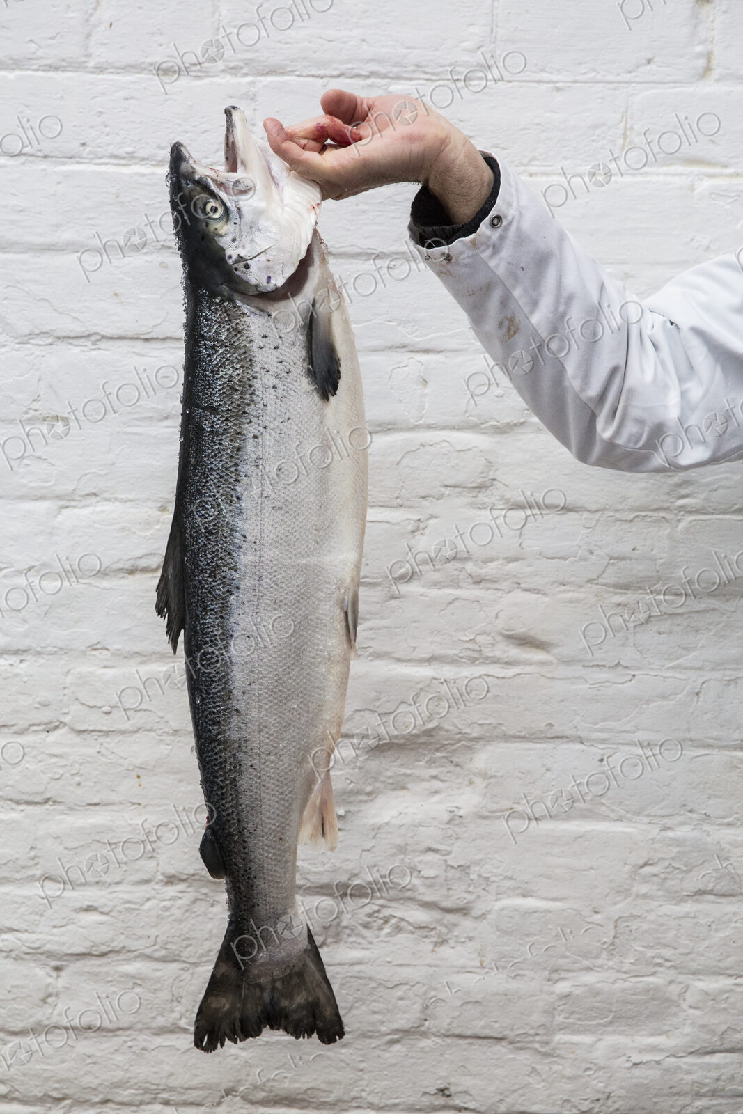 Close up of fishmonger holding aloft fresh salmon.