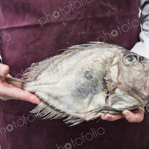 Close up of fishmonger wearing apron holding a fresh John Dory fish.