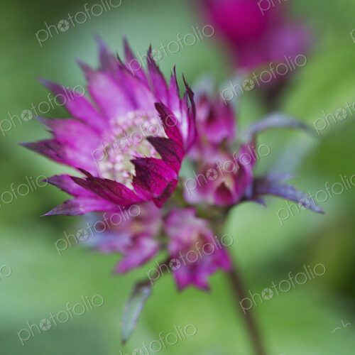 Close up of flower with vivid pink petals. Close up of flower with vivid pink petals.