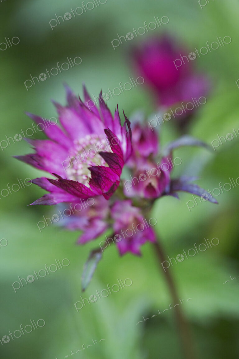 Close up of flower with vivid pink petals.