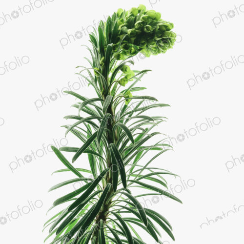 Close up of flowering Euphorbia plant with a curved inflorescence on a white… Close up of flowering Euphorbia plant with a curved inflorescence on a white…
