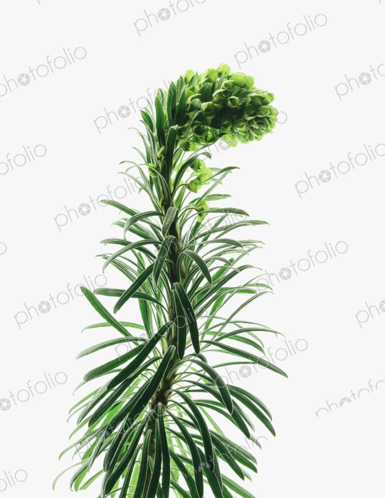 Close up of flowering Euphorbia plant with a curved inflorescence on a white…