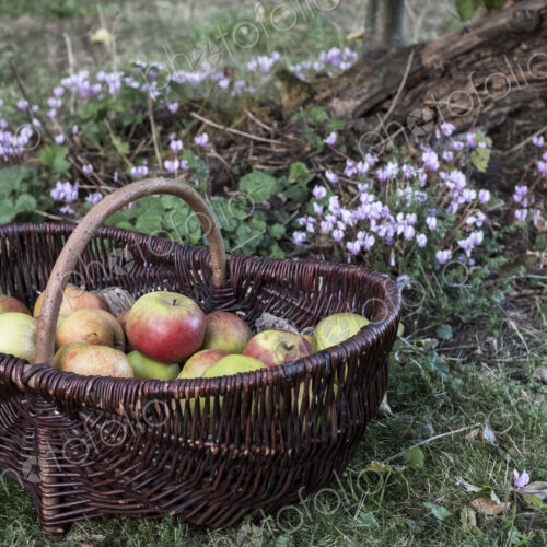 Close up of freshly picked apples in a brown wicker basket.