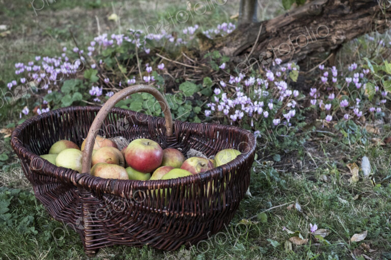 Close up of freshly picked apples in a brown wicker basket.