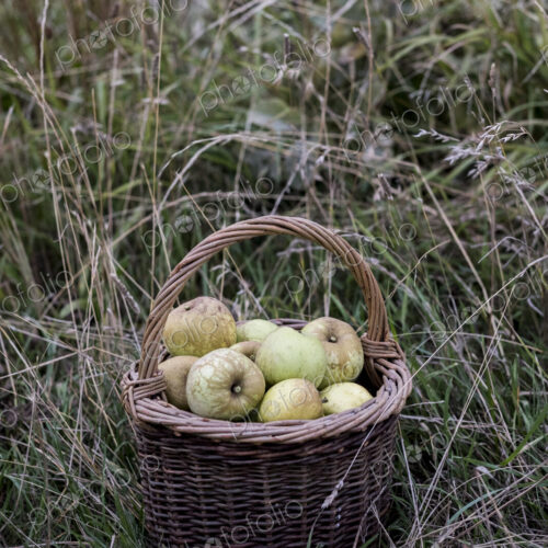 Close up of freshly picked apples in a brown wicker basket on tall grass.