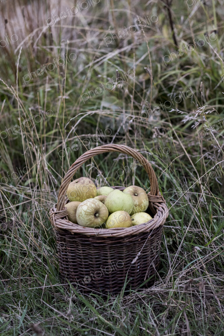 Close up of freshly picked apples in a brown wicker basket on tall grass.