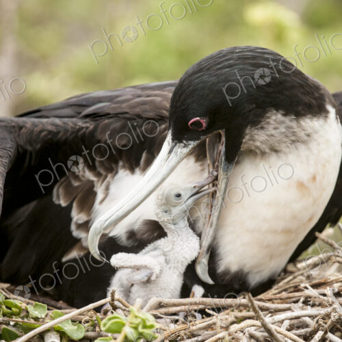 Close up of frigate bird feeding chick in nest Close up of frigate bird feeding chick in nest